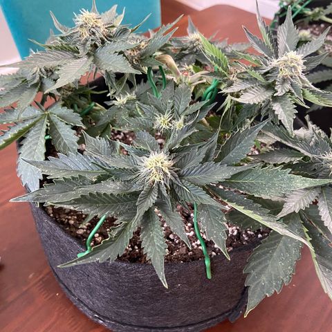 Strawberry Nuggets growlog timeline photo