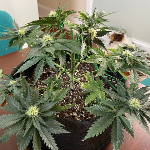 Strawberry Nuggets growlog timeline photo