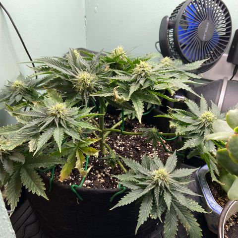 Strawberry Nuggets growlog timeline photo