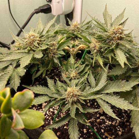 Strawberry Nuggets growlog timeline photo