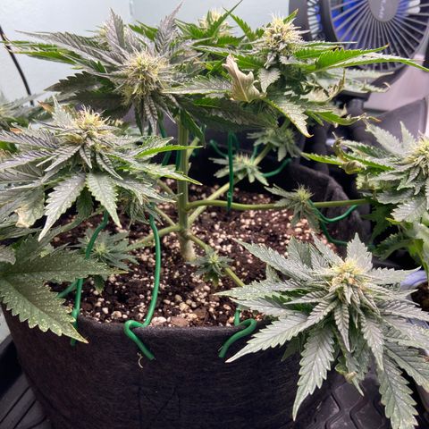 Strawberry Nuggets growlog timeline photo