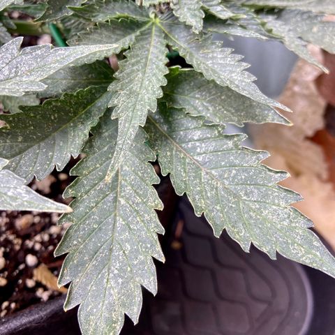 Strawberry Nuggets growlog timeline photo