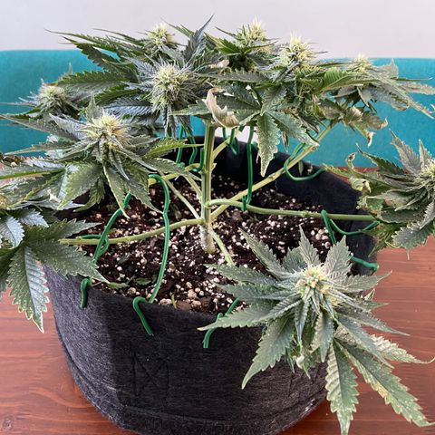 Strawberry Nuggets growlog timeline photo