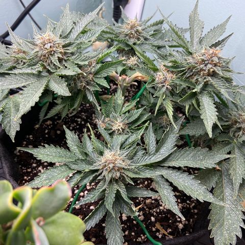 Strawberry Nuggets growlog timeline photo