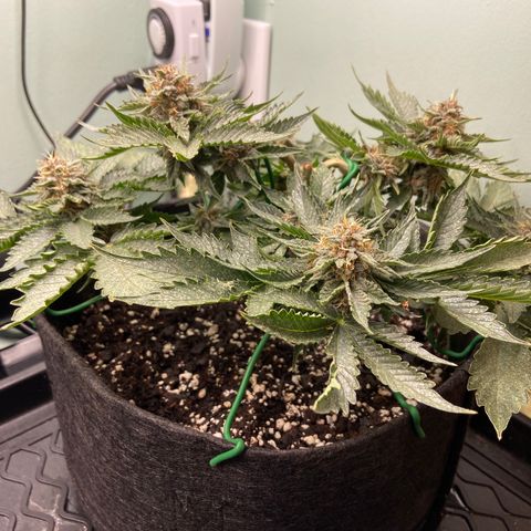Strawberry Nuggets growlog timeline photo