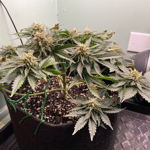 Strawberry Nuggets growlog timeline photo