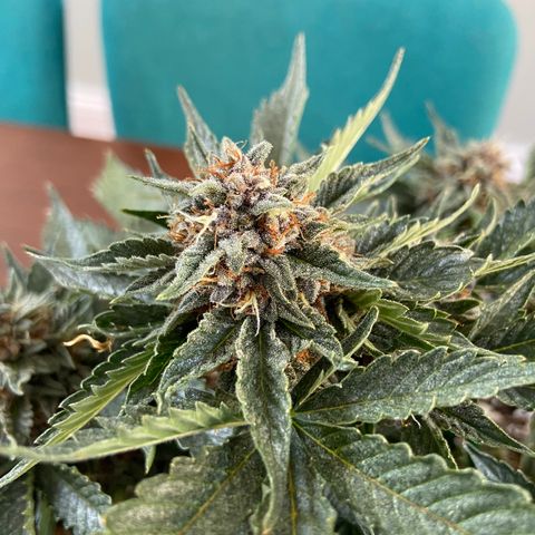 Strawberry Nuggets growlog timeline photo