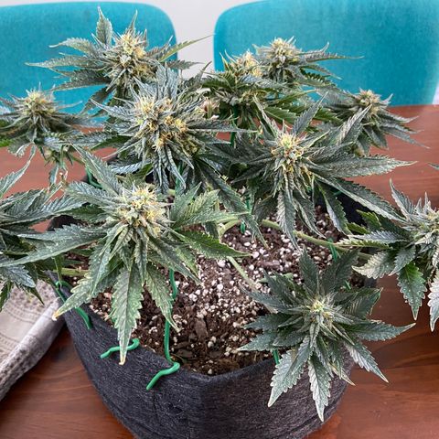 Strawberry Nuggets growlog timeline photo