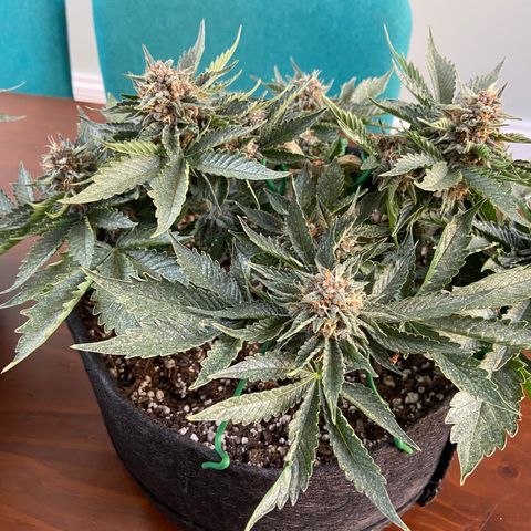 Strawberry Nuggets growlog timeline photo