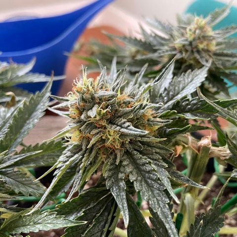 Strawberry Nuggets growlog timeline photo