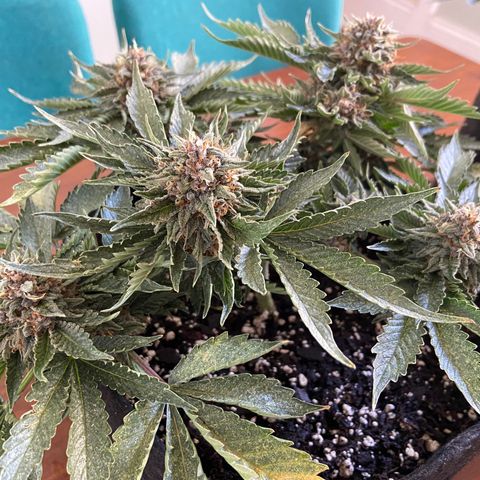 Strawberry Nuggets growlog timeline photo