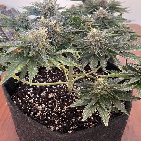 Strawberry Nuggets growlog timeline photo