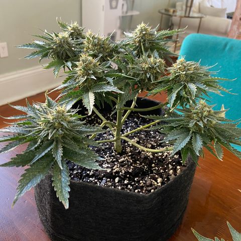 Strawberry Nuggets growlog timeline photo