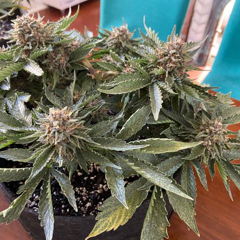 Strawberry Nuggets growlog timeline photo