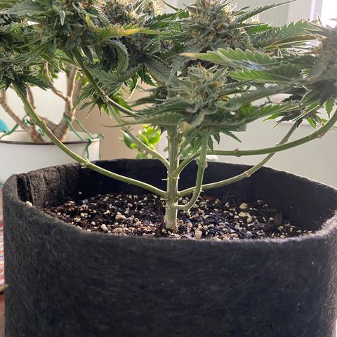 Strawberry Nuggets growlog timeline photo