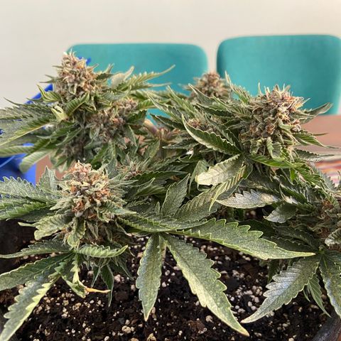 Strawberry Nuggets growlog timeline photo