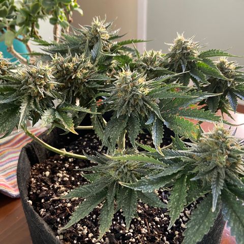 Strawberry Nuggets growlog timeline photo