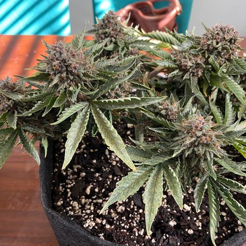 Strawberry Nuggets growlog timeline photo