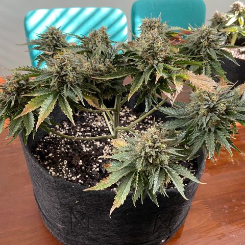 Strawberry Nuggets growlog timeline photo