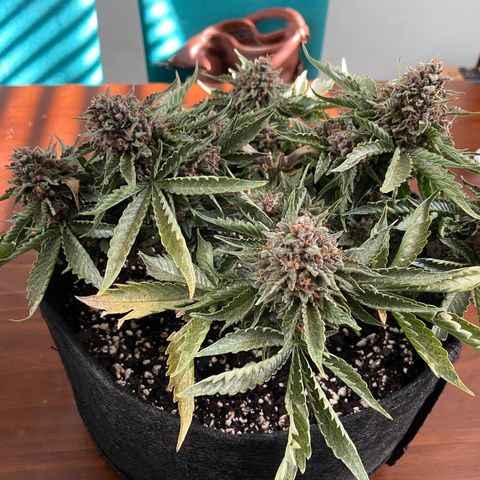 Strawberry Nuggets growlog timeline photo