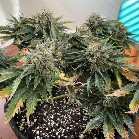 Strawberry Nuggets growlog timeline photo