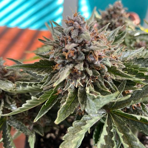 Strawberry Nuggets growlog timeline photo