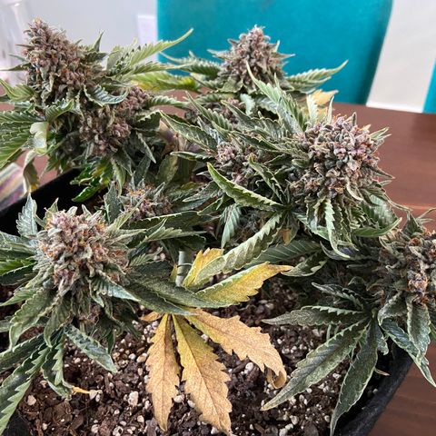 Strawberry Nuggets growlog timeline photo