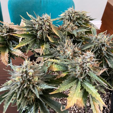 Strawberry Nuggets growlog timeline photo