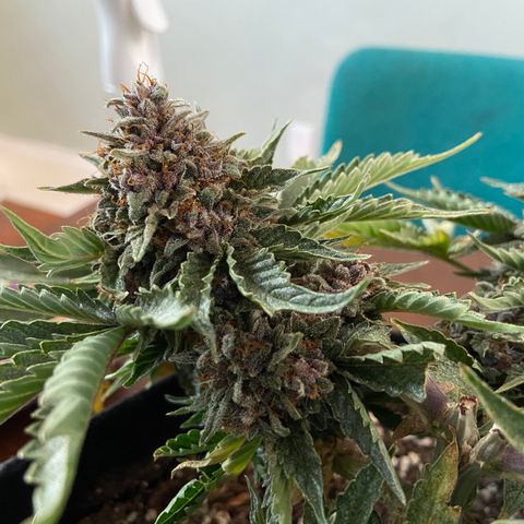 Strawberry Nuggets growlog timeline photo