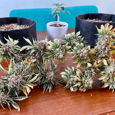 Strawberry Nuggets growlog timeline photo