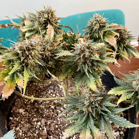 Strawberry Nuggets growlog timeline photo