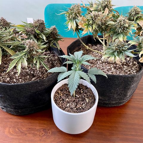 Strawberry Nuggets growlog timeline photo