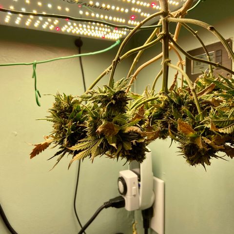 Strawberry Nuggets growlog timeline photo
