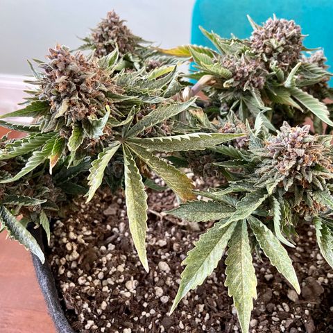 Strawberry Nuggets growlog timeline photo