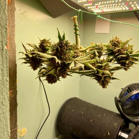 Strawberry Nuggets growlog timeline photo