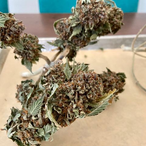 Strawberry Nuggets growlog photo: About 1oz each