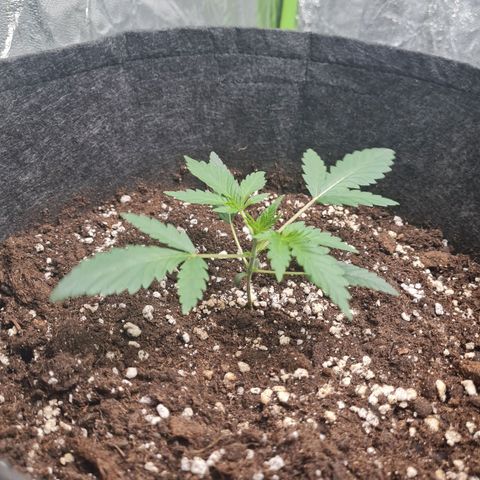 La primera growlog timeline photo