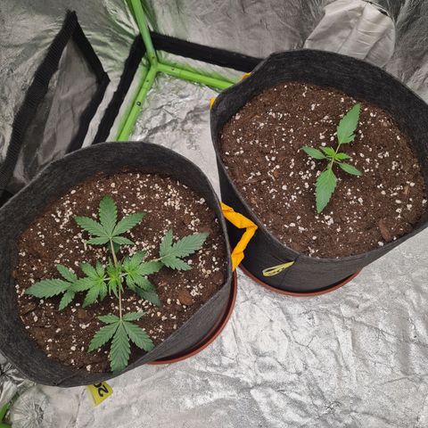 La primera growlog timeline photo
