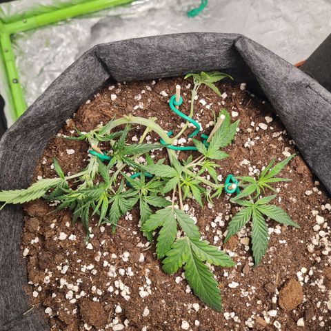 La primera growlog photo: Llegué de Iguazú y apliqué bastantes podas, además de sumar LST. Posible exceso de poda y falta de concepto para la elección de hojas. La orientación dada al LST se complicó por no estar en toda la semana y metí mano.