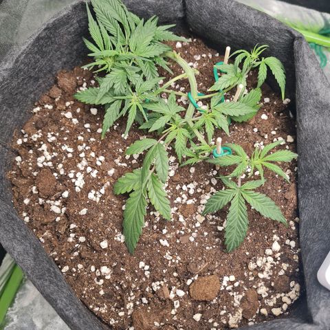La primera growlog timeline photo