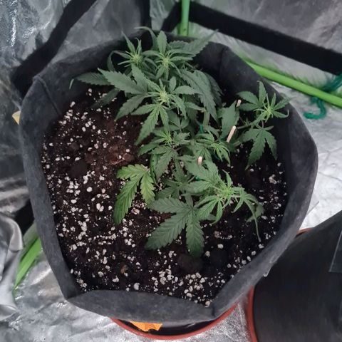 La primera growlog timeline photo