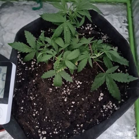 La segunda growlog timeline photo