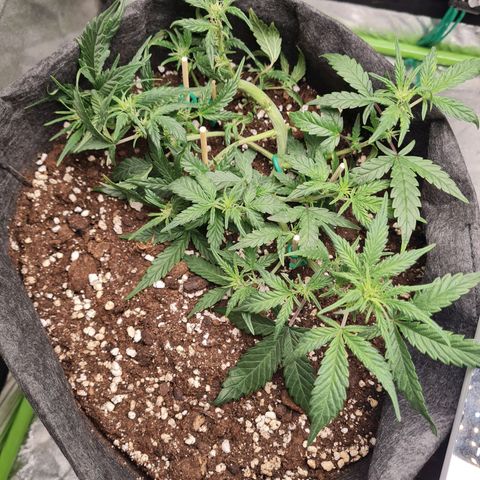 La primera growlog photo: Hoy podé algunas hojitas para despejar y sumé LST. También hice pequeñas microfracturas.