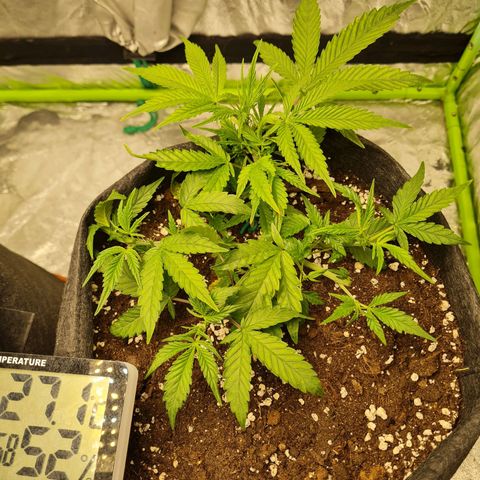 La segunda growlog photo: Podé hojas y lamentablemente en una me pasé, sin querer. Le saqué una ramita de 3 lindas hojas que empezaban a florar. También apliqué pequeñas microfracturas.