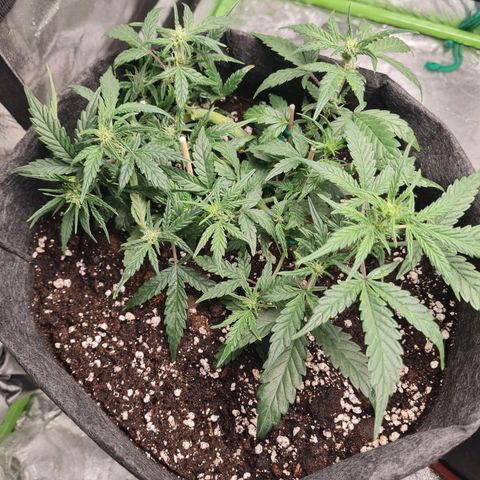 La primera growlog timeline photo