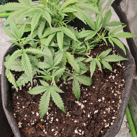 La segunda growlog timeline photo