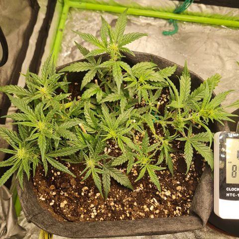 La primera growlog timeline photo