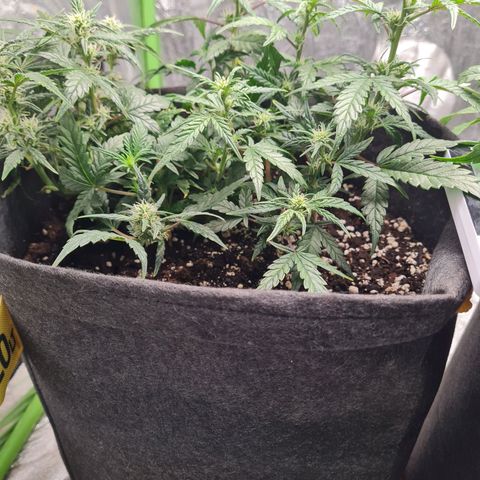 La primera growlog timeline photo