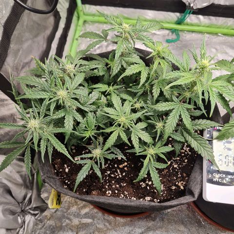 La primera growlog timeline photo