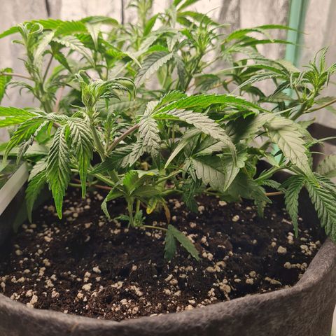 La segunda growlog timeline photo